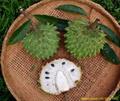 wild sweet sop, wild cashina 